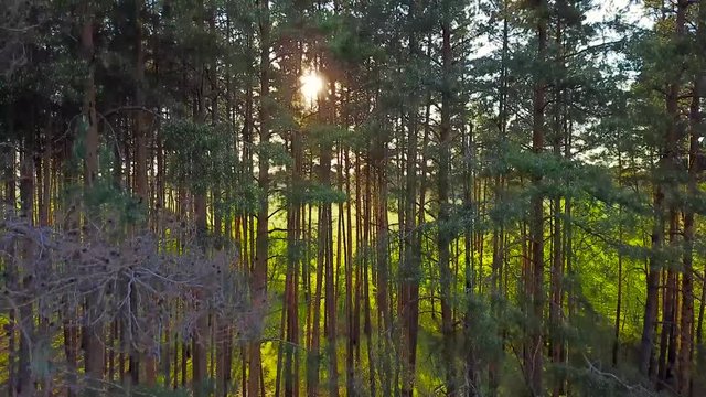 Everning in the wood. Sun's rays pass through the trees