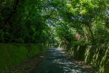 Obraz premium Świeży zielony tunel