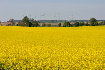 Wind energy turbines behind yellow rape field