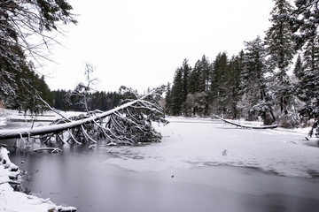 Landscape winter frozen Lakamas lake with fallen tree covered with ice and snow