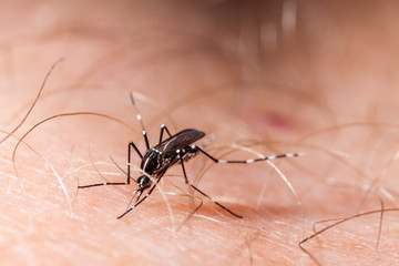 Dengue, zika and chikungunya fever mosquito (aedes albopictus) bitting human skin