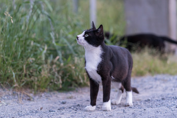 何かを狙っている猫
