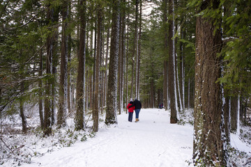 Winter landscape in the forest with a footpath in the midst of tall trees and walking along the path couple committing valuable health walk