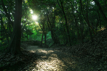新緑の森の小道