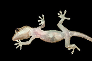 Naklejka premium Gecko seen from below in black background