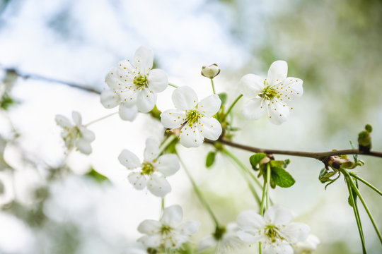 White cherry flowers