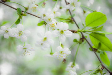 White cherry flowers