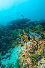 Fototapeta na wymiar Underwater Landscape with Hundreds of Fishes