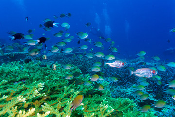 Fototapeta na wymiar Tropical Fishes near Colorful Coral Reef