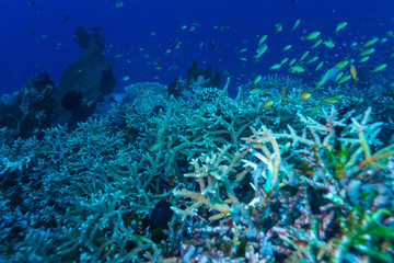 Fototapeta na wymiar Underwater Landscape with Hundreds of Fishes