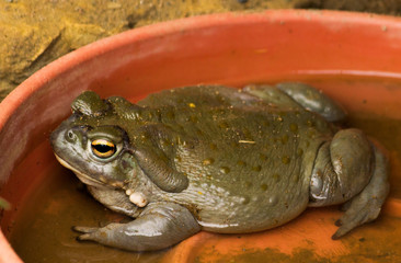 Frog