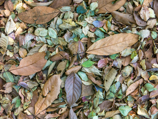 Multicolored leaves pattern