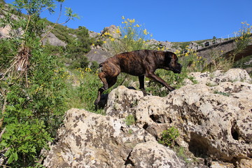 Fototapeta premium chien qui grimpe à la montagne