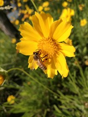 bee and flowers