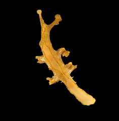 Scyllaea pelagica, sargassum nudibranch. Isolated on black background