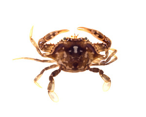 The orange-brown carapace, claws, and legs of the Sargassum Swimming Crab blends in with the coloration of Sargassum seaweed. Isolated on white background