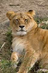 Fototapeta na wymiar Lioness Looking Up
