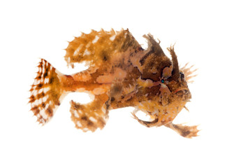 The sargassum fish, anglerfish, or frog fish, Histrio histrio. A well-camouflaged fish. Isolated on white background