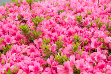 Fototapeta premium サツキの花