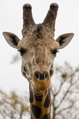 Naklejka premium Giraffe Head