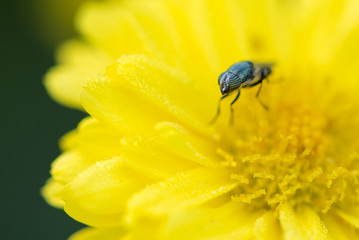 Rhiniidae fly sit on Chrysanthemum flower.