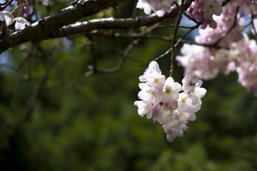 Blooming revival to life