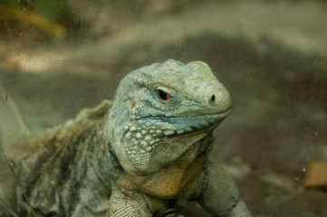 Iguana 