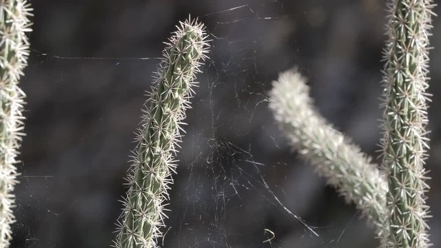 a cholla cactus with spider webs in the morning light 
