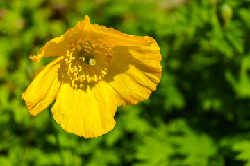 Close-up of a yellow Welsh poppy in the nature with blurred background