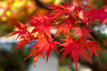 Red maple leaves