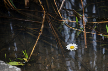 flower in water
