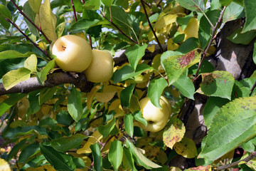 Fall Apple Harvest 1