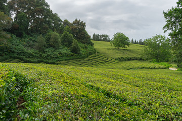 Fototapeta na wymiar Cha Gorreana tea plantation in Sao Miguel, Azores, Portugal