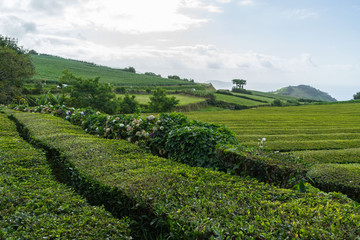 Fototapeta na wymiar An interesting azorean landscape with tea plants near hydrangeas, Sao Miguel, Azores, Portugal
