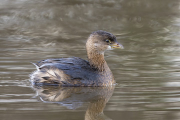 Pied-billed Grebe Swimming in a Pond