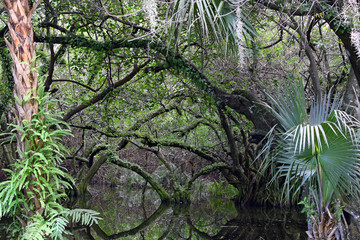 Fototapeta premium Tropical Mangrove Reflections 1