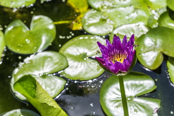 Beautiful blooming violet water lily (lotus) with flying foraging bees , blurred lotus leaves in background with bokeh in the pond , take photo from Thailand.