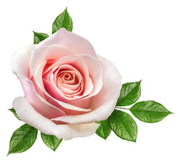 Naklejka premium rose isolated on the white