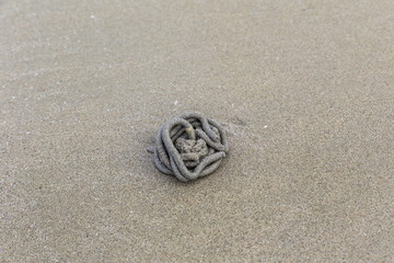 Fototapeta na wymiar Lug-worm casting on the sand. Lug-worms are a favorite bait of fisherman all over the world.