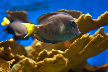 Tropical Fish next to Coral
