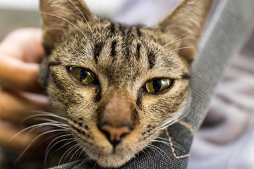 Tabby Cat and human hand