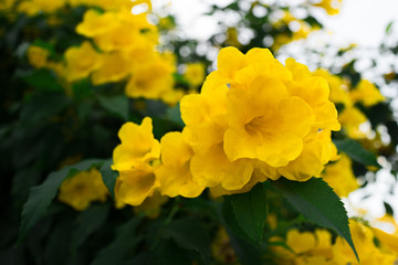 yellow flower