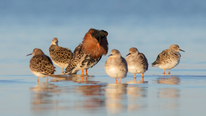 Ruff - Philomachus pugnax / Calidris pugnax - at the Curonian lagoon shore, Lithuania, spring