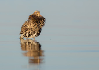 Ruff - Philomachus pugnax / Calidris pugnax - at the Curonian lagoon shore, Lithuania, spring