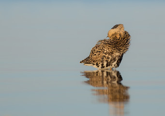 Ruff - Philomachus pugnax / Calidris pugnax - at the Curonian lagoon shore, Lithuania, spring