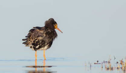 Ruff - Philomachus pugnax / Calidris pugnax - at the Curonian lagoon shore, Lithuania, spring
