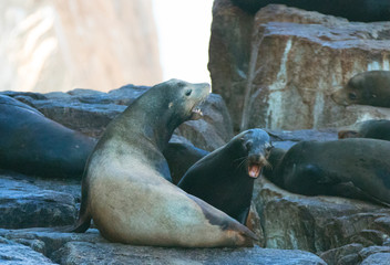 California Sea Lions fighting on La Lobera [“the Wolves Lair”] the Sea Lion colony rock at Los Arcos at Lands End in Cabo San Lucas Baja Mexico