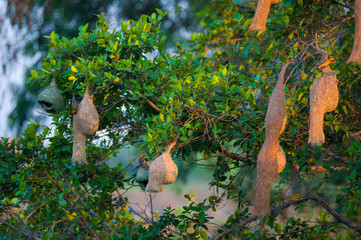 Bird nest on branch with easter eggs for Easter