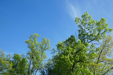 spring green tree in sunny day under blue sky