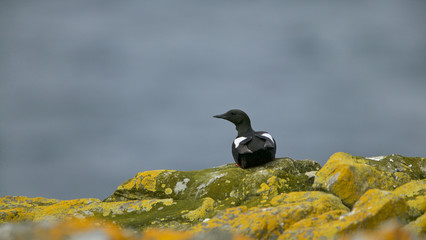 Black guillemot (Cepphus grylle)